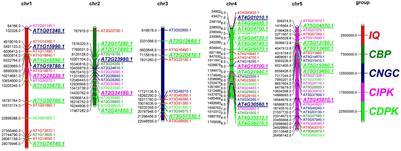 Genome-Wide Identification and Characterization of <mark class="highlighted">Calcium Metabolism</mark> Related Gene Families in Arabidopsis thaliana and Their Regulation by Bacillus amyloliquefaciens Under High Calcium Stress